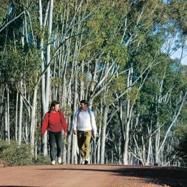 Congelin Camp at Dryandra Woodland