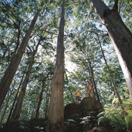 Leeuwin-Naturaliste National Park - Leeuwin