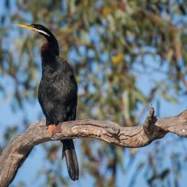 Greenough River Nature Trail