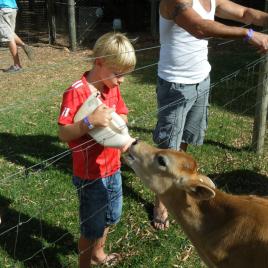 Sunflowers Animal Farm & Farmstay