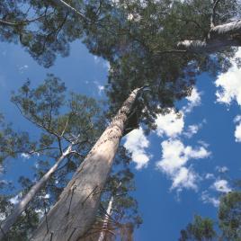 Dave Evans Bicentennial Tree