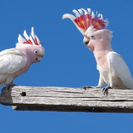 Eyre Bird Observatory