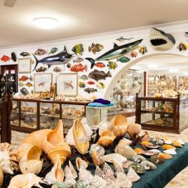 Belleview Shell Collection Overview